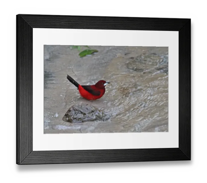 Framed Print : Crimson-backed Tanager (Ramphocelus dimidiatus dimidiatus) adult male, bathing in river, Canopy Lodge, El Valle Framed Print : Crimson-backed Tanager (Ramphocelus dimidiatus dimidiatus) adult male, bathing in river, Canopy Lodge, El Valle