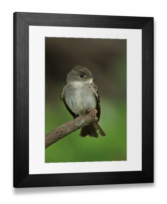 Framed Print : Eastern Wood-pewee (Contopus virens) adult, perched on twig, El Valle, Panama, October Framed Print : Eastern Wood-pewee (Contopus virens) adult, perched on twig, El Valle, Panama, October