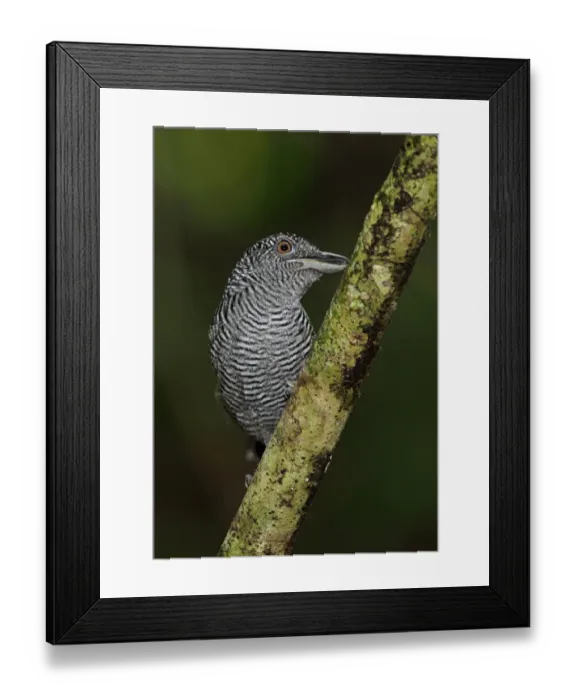 Framed Print : Fasciated Antshrike (Cymbilaimus lineatus fasciatus) adult male, perched on branch, Pipeline Road, Panama, November Framed Print : Fasciated Antshrike (Cymbilaimus lineatus fasciatus) adult male, perched on branch, Pipeline Road, Panama, November