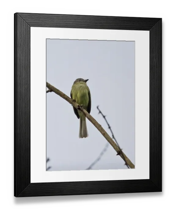 Framed Print : Forest Elaenia (Myiopagis gaimardii macilvainii) adult, perched on twig, Summit Gardens, Panama, November Framed Print : Forest Elaenia (Myiopagis gaimardii macilvainii) adult, perched on twig, Summit Gardens, Panama, November