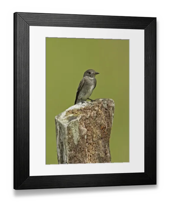 Framed Print : Eastern Wood-pewee (Contopus virens) adult, perched on fencepost, El Valle, Panama, October Framed Print : Eastern Wood-pewee (Contopus virens) adult, perched on fencepost, El Valle, Panama, October