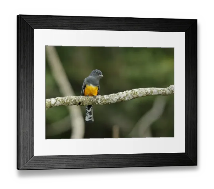 Framed Print : Gartered Trogon (Trogon caligatus) adult female, perched on branch, Canopy Tower, Panama, November Framed Print : Gartered Trogon (Trogon caligatus) adult female, perched on branch, Canopy Tower, Panama, November