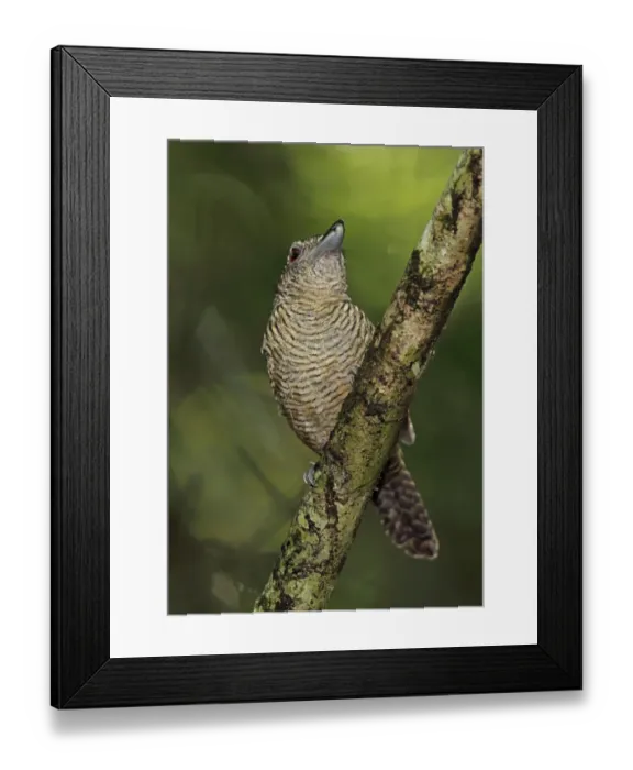 Framed Print : Fasciated Antshrike (Cymbilaimus lineatus fasciatus) adult female, perched on branch, Pipeline Road, Panama, November Framed Print : Fasciated Antshrike (Cymbilaimus lineatus fasciatus) adult female, perched on branch, Pipeline Road, Panama, November