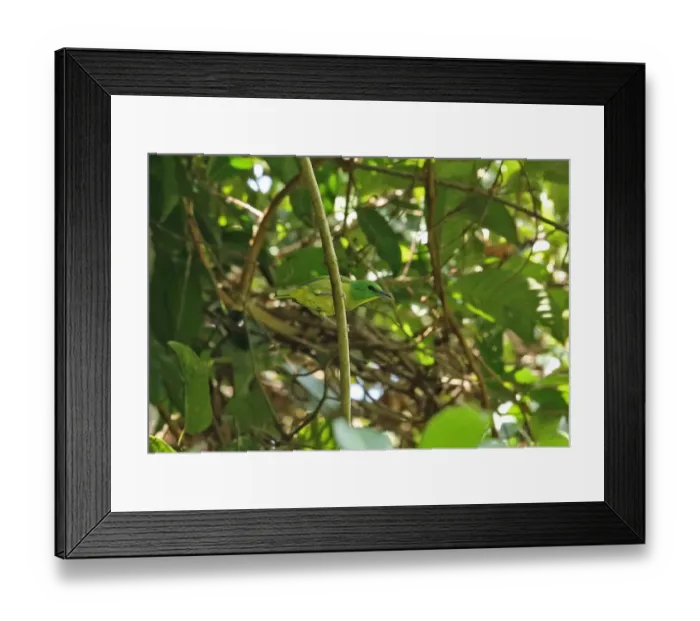 Framed Print : Green Shrike-vireo (Vireolanius pulchellus viridiceps) adult, perched on twig, Canopy Tower, Panama, October Framed Print : Green Shrike-vireo (Vireolanius pulchellus viridiceps) adult, perched on twig, Canopy Tower, Panama, October