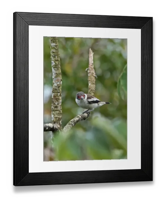 Framed Print : Masked Tityra (Tityra semifasciata costaricensis) adult female, perched on branch, Canopy Tower, Panama, November