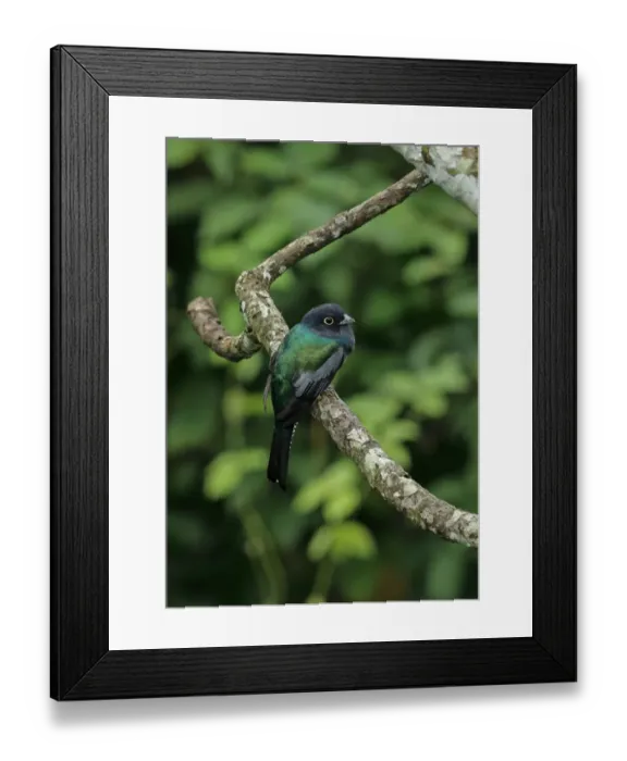 Framed Print : Gartered Trogon (Trogon caligatus) adult male, perched on branch, Canopy Tower, Panama, November Framed Print : Gartered Trogon (Trogon caligatus) adult male, perched on branch, Canopy Tower, Panama, November