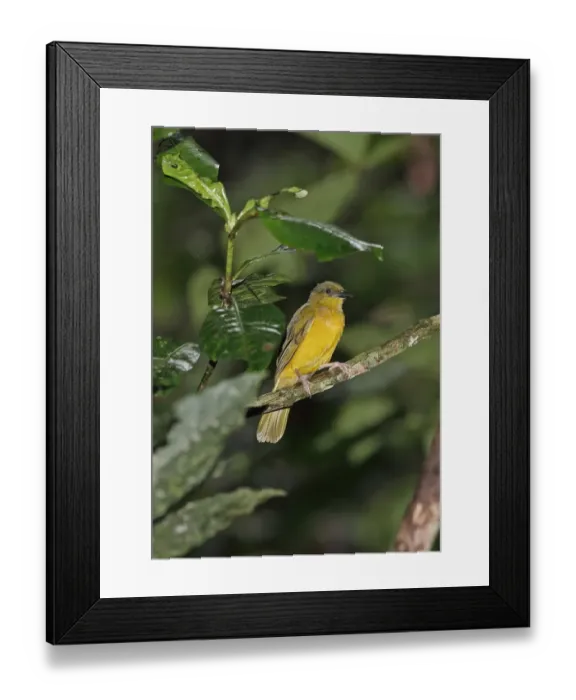 Framed Print : Grey-headed Tanager (Eucometis penicillata cristata) immature, perched on twig, Pipeline Road, Panama, November Framed Print : Grey-headed Tanager (Eucometis penicillata cristata) immature, perched on twig, Pipeline Road, Panama, November