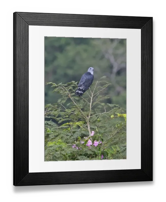 Framed Print : Grey-headed Kite (Leptodon cayanensis cayanensis) adult, perched on treetop, Canopy Tower, Panama, November Framed Print : Grey-headed Kite (Leptodon cayanensis cayanensis) adult, perched on treetop, Canopy Tower, Panama, November