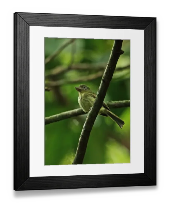 Framed Print : Olivaceous Flatbill (Rhynchocyclus olivaceus bardus) adult, perched on branch, Chagres River, Panama, November Framed Print : Olivaceous Flatbill (Rhynchocyclus olivaceus bardus) adult, perched on branch, Chagres River, Panama, November