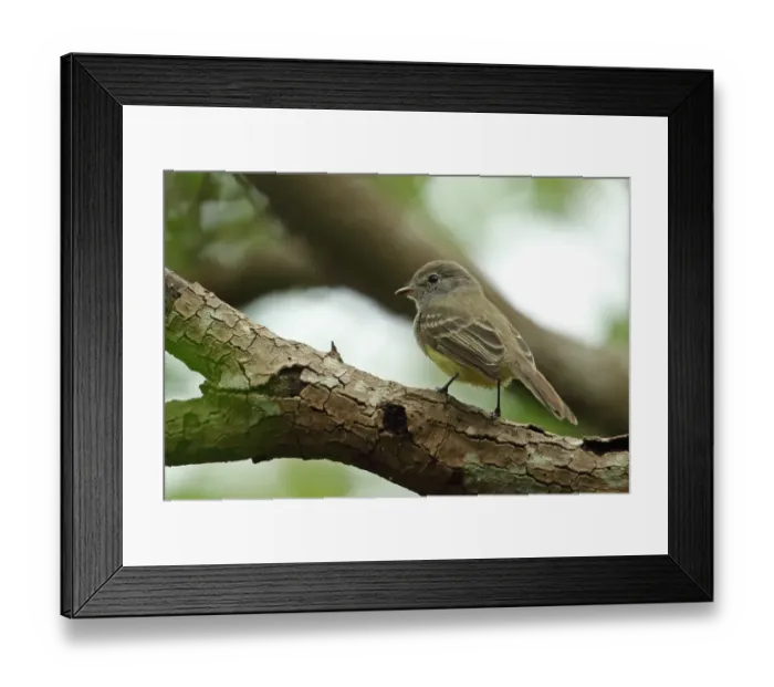 Framed Print : Northern Scrub-flycatcher (Sublegatus arenarum arenarum) adult, perched on branch, Juan Hombron, Panama, October Framed Print : Northern Scrub-flycatcher (Sublegatus arenarum arenarum) adult, perched on branch, Juan Hombron, Panama, October