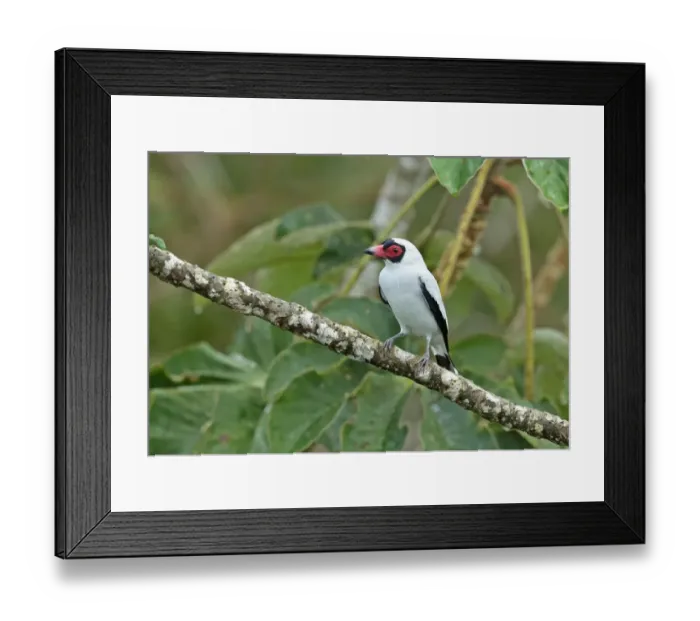 Framed Print : Masked Tityra (Tityra semifasciata costaricensis) adult male, perched on branch, Canopy Tower, Panama, November Framed Print : Masked Tityra (Tityra semifasciata costaricensis) adult male, perched on branch, Canopy Tower, Panama, November
