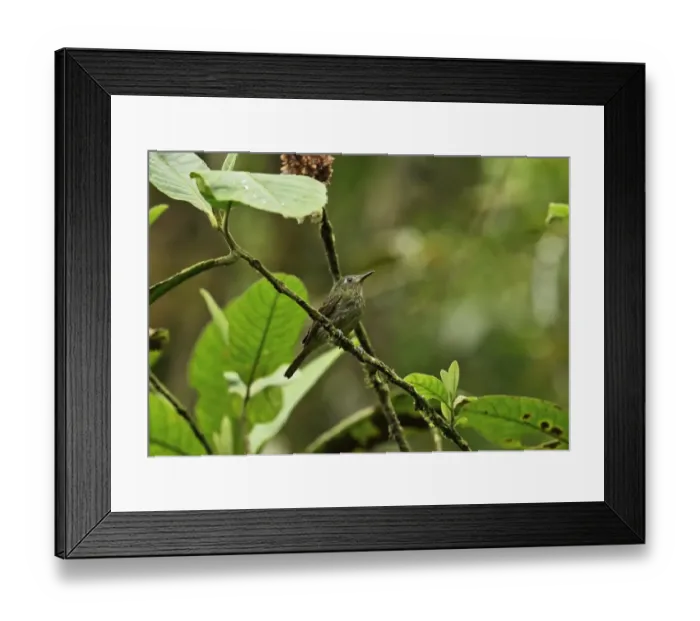 Framed Print : Olive-striped Flycatcher (Mionectes olivaceus hederaceus) adult, perched on twig, El Valle, Panama, October Framed Print : Olive-striped Flycatcher (Mionectes olivaceus hederaceus) adult, perched on twig, El Valle, Panama, October