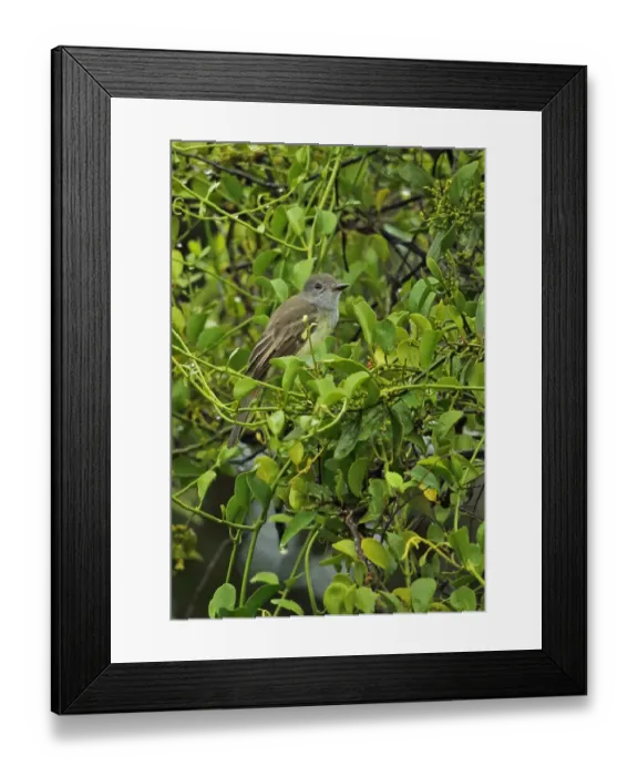 Framed Print : Panamanian Flycatcher (Myiarchus panamensis panamensis) adult, perched on fruiting tree, Chagres River, Panama Framed Print : Panamanian Flycatcher (Myiarchus panamensis panamensis) adult, perched on fruiting tree, Chagres River, Panama