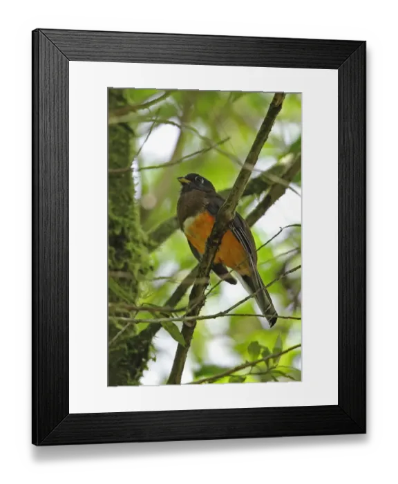 Framed Print : Orange-bellied Trogon (Trogon aurantiiventris) adult female, perched on branch, El Valle, Panama, October Framed Print : Orange-bellied Trogon (Trogon aurantiiventris) adult female, perched on branch, El Valle, Panama, October