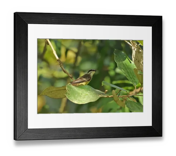 Framed Print : Piratic Flycatcher (Legatus leucophaius) adult, perched on twig, Chagres River, Panama, November