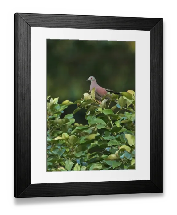 Framed Print : Pale-vented Pigeon (Patagioenas cayennensis pallidicrissa) adult, perched on treetop, Amo Dump Ponds, Panama, November Framed Print : Pale-vented Pigeon (Patagioenas cayennensis pallidicrissa) adult, perched on treetop, Amo Dump Ponds, Panama, November