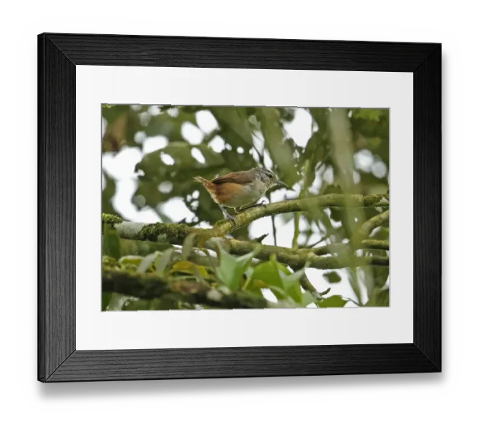 Framed Print : Plain Wren (Thryothorus modestus elutus) adult, perched on branch, El Valle, Panama, November Framed Print : Plain Wren (Thryothorus modestus elutus) adult, perched on branch, El Valle, Panama, November