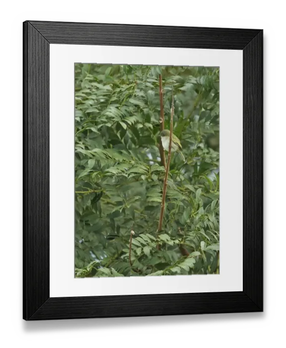 Framed Print : Paltry Tyrannulet (Zimmerius vilissimus parvus) adult, perched on twig, El Valle, Panama, October