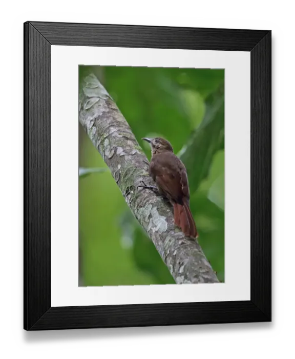 Framed Print : Plain-brown Woodcreeper (Dendrocincla fuliginosa ridgewayi) adult, clinging to branch, Plantation Trail, Panama Framed Print : Plain-brown Woodcreeper (Dendrocincla fuliginosa ridgewayi) adult, clinging to branch, Plantation Trail, Panama