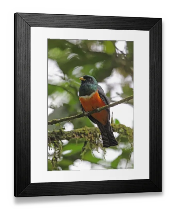 Framed Print : Orange-bellied Trogon (Trogon aurantiiventris) adult male, perched on twig, El Valle, Panama, October Framed Print : Orange-bellied Trogon (Trogon aurantiiventris) adult male, perched on twig, El Valle, Panama, October