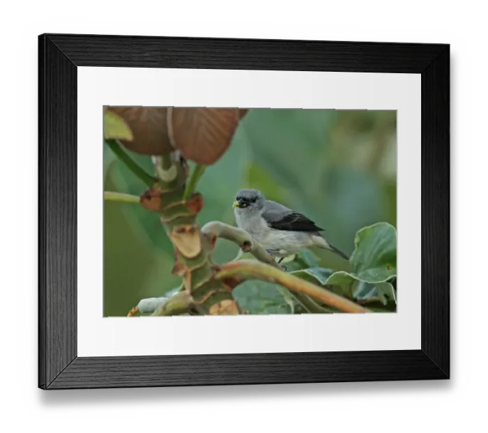 Framed Print : Plain-coloured Tanager (Tangara inornata languens) adult, feeding in fruiting tree, Canopy Tower, Panama, November Framed Print : Plain-coloured Tanager (Tangara inornata languens) adult, feeding in fruiting tree, Canopy Tower, Panama, November