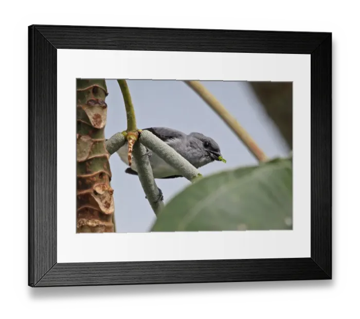 Framed Print : Plain-coloured Tanager (Tangara inornata languens) adult, feeding in fruiting tree, Canopy Tower, Panama, November Framed Print : Plain-coloured Tanager (Tangara inornata languens) adult, feeding in fruiting tree, Canopy Tower, Panama, November