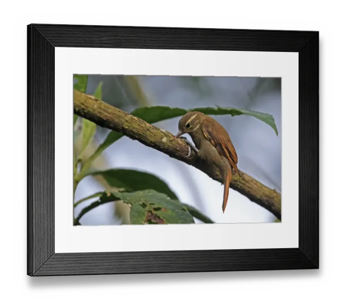 Framed Print : Plain Xenops (Xenops minutus ridgwayi) adult, clinging to branch, foraging for insects in dead wood, El Valle, Panama Framed Print : Plain Xenops (Xenops minutus ridgwayi) adult, clinging to branch, foraging for insects in dead wood, El Valle, Panama