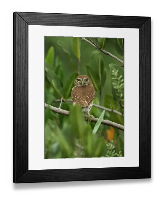 Framed Print : Ferruginous Pygmy-owl (Glaucidium brasilianum ridgwayi) adult, perched on branch, Santa Clara, Panama, October Framed Print : Ferruginous Pygmy-owl (Glaucidium brasilianum ridgwayi) adult, perched on branch, Santa Clara, Panama, October