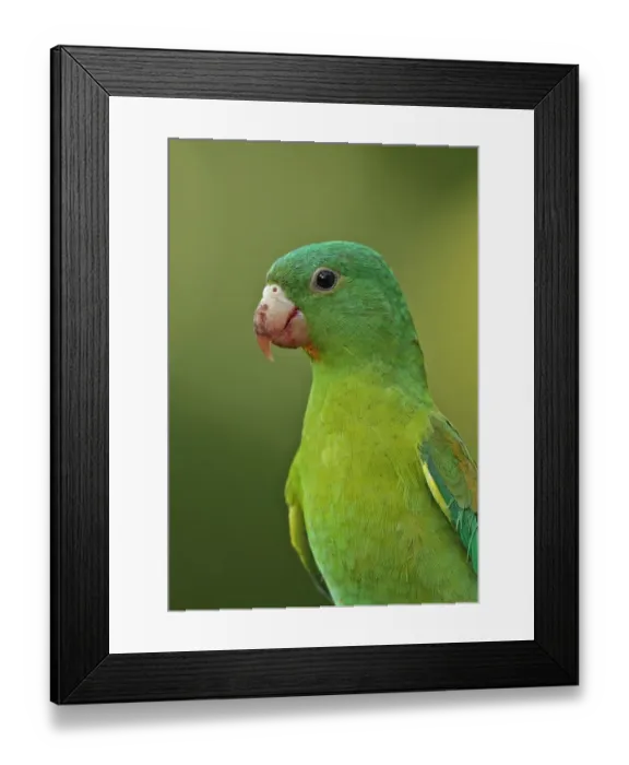 Framed Print : Orange-chinned Parakeet (Brotogeris jugularis jugularis) adult, close-up of head and breast, Panama, November
