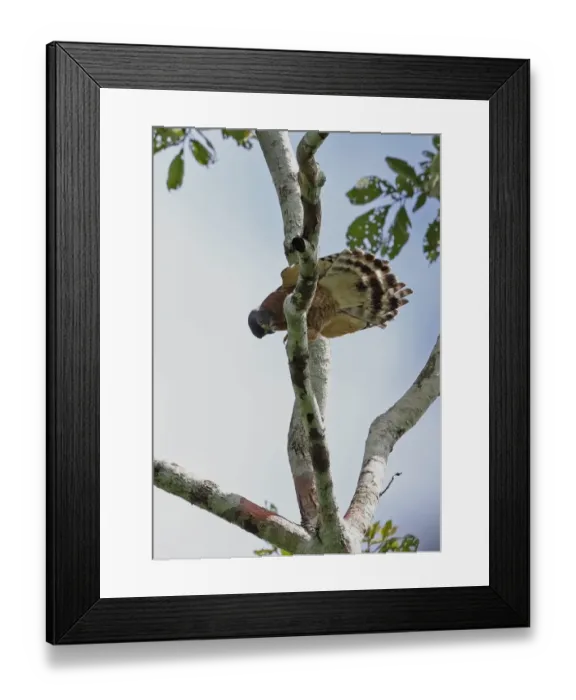 Framed Print : Double-toothed Kite (Harpagus bidentatus fasciatus) adult, sunning after rainshower, perched on branch, Pipeline Road Framed Print : Double-toothed Kite (Harpagus bidentatus fasciatus) adult, sunning after rainshower, perched on branch, Pipeline Road