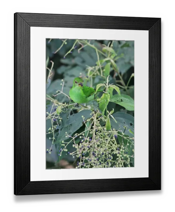 Framed Print : Green Honeycreeper (Chlorophanes spiza argutus) adult female, feeding in fruiting tree, Canopy Tower, Panama, November Framed Print : Green Honeycreeper (Chlorophanes spiza argutus) adult female, feeding in fruiting tree, Canopy Tower, Panama, November