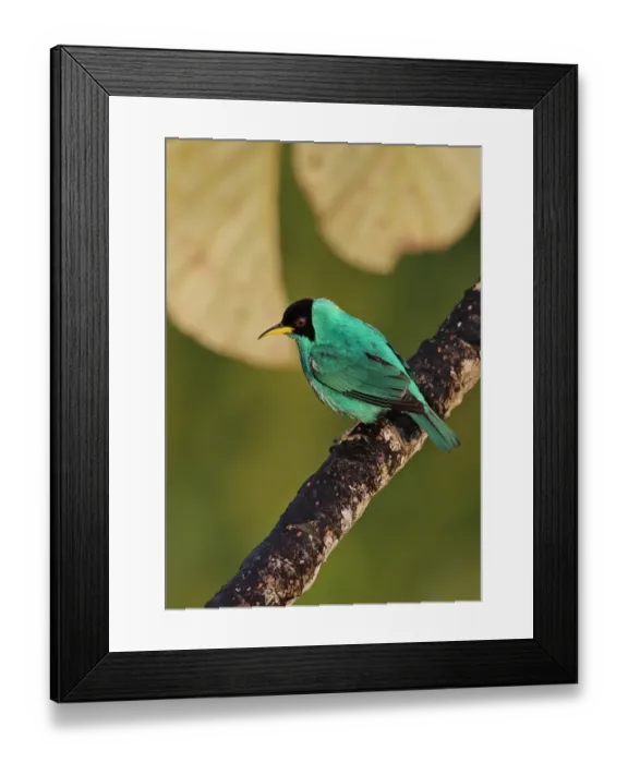 Framed Print : Green Honeycreeper (Chlorophanes spiza argutus) adult male, perched on branch, Canopy Tower, Panama, November Framed Print : Green Honeycreeper (Chlorophanes spiza argutus) adult male, perched on branch, Canopy Tower, Panama, November