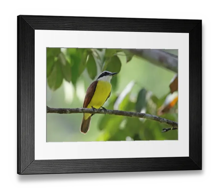 Framed Print : Great Kiskadee (Pitangus sulphuratus guatimalensis) adult, perched on twig, Summit Pond, Panama, November