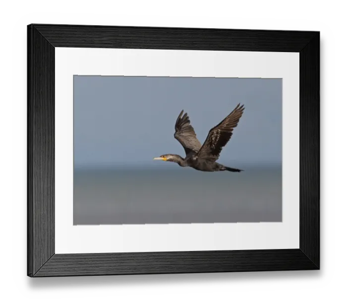 Framed Print : Neotropic Cormorant (Phalacrocorax brasilianus) sub-adult, in flight over sea, Panama City, Panama, November Framed Print : Neotropic Cormorant (Phalacrocorax brasilianus) sub-adult, in flight over sea, Panama City, Panama, November