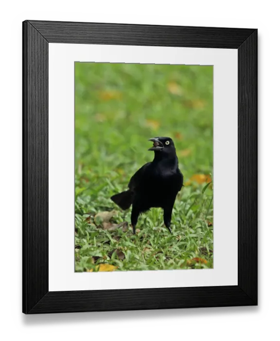 Framed Print : Great-tailed Grackle (Quiscalus mexicanus peruvianus) adult male, feeding on seed, standing on wet ground