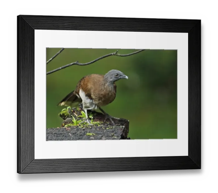 Framed Print : Grey-headed Chachalaca (Ortalis cinereiceps) adult, standing on log, Canopy Lodge, El Valle, Panama, October Framed Print : Grey-headed Chachalaca (Ortalis cinereiceps) adult, standing on log, Canopy Lodge, El Valle, Panama, October