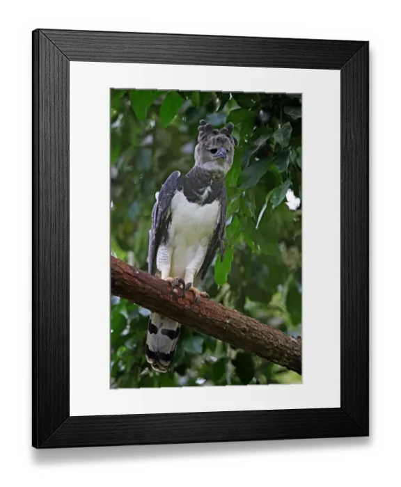 Framed Print : Harpy Eagle (Harpia harpyja) adult female, perched on branch, reintroduction program, Panama, November Framed Print : Harpy Eagle (Harpia harpyja) adult female, perched on branch, reintroduction program, Panama, November