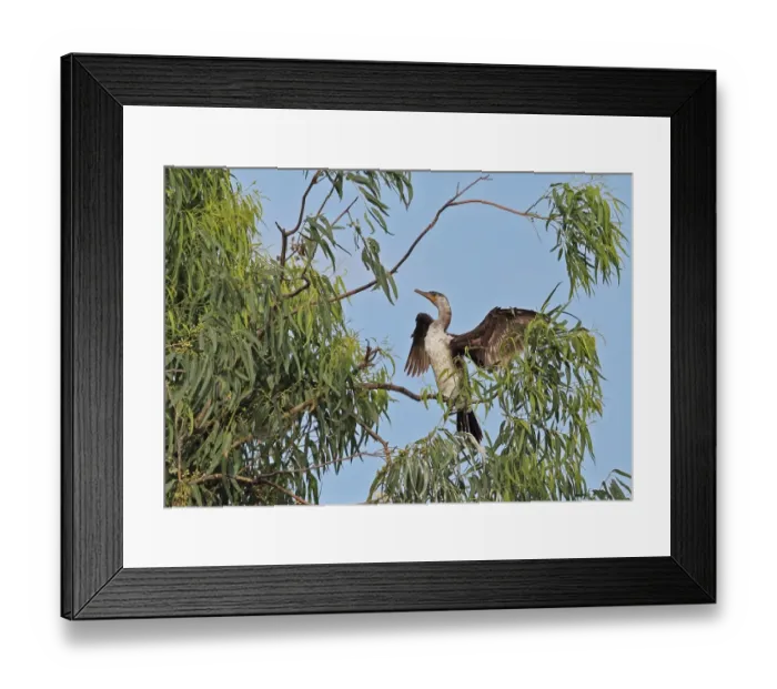 Framed Print : Neotropic Cormorant (Phalacrocorax brasilianus) immature, stretching wings at tree roost, Panama City, Panama, November
