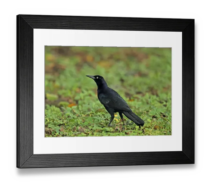 Framed Print : Great-tailed Grackle (Quiscalus mexicanus peruvianus) adult male, standing on wet ground, Summit Gardens, Panama Framed Print : Great-tailed Grackle (Quiscalus mexicanus peruvianus) adult male, standing on wet ground, Summit Gardens, Panama
