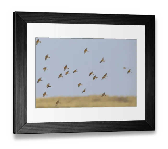 Framed Print : Twite (Acanthis flavirostris) flock, in flight over saltmarsh, Thornham, Norfolk, England, November Framed Print : Twite (Acanthis flavirostris) flock, in flight over saltmarsh, Thornham, Norfolk, England, November