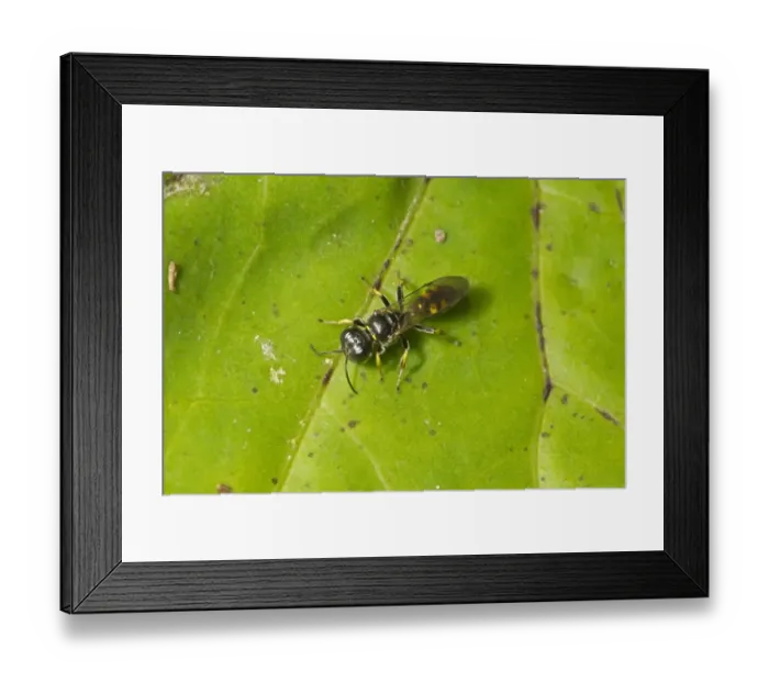Framed Print : Four-spotted Digger Wasp (Crossocerus quadrimaculatus) adult, resting on leaf, Norfolk, England, August