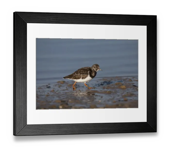 Framed Print : Ruddy Turnstone (Arenaria interpres) adult, non-breeding plumage, walking on mud, Norfolk, England, February Framed Print : Ruddy Turnstone (Arenaria interpres) adult, non-breeding plumage, walking on mud, Norfolk, England, February