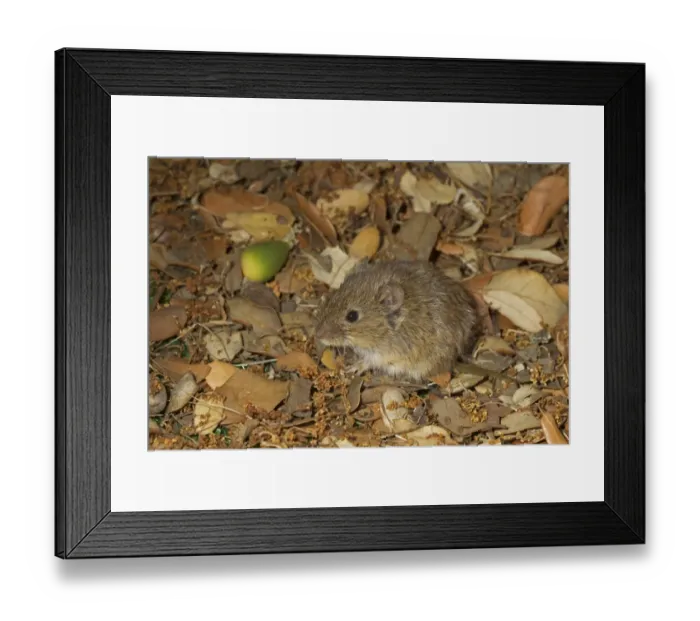 Framed Print : Common Vole (Microtus arvalis) adult, sitting on leaf litter, Castilla y Leon, Spain, September (controlled) Framed Print : Common Vole (Microtus arvalis) adult, sitting on leaf litter, Castilla y Leon, Spain, September (controlled)