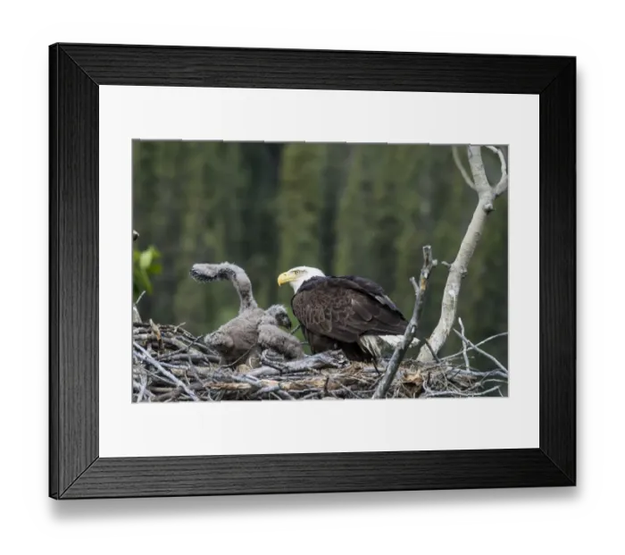 Framed Print : Bald Eagle (Haliaeetus leucocephalus) adult with chick, at nest in tree, Yukon River, Yukon, Canada, June