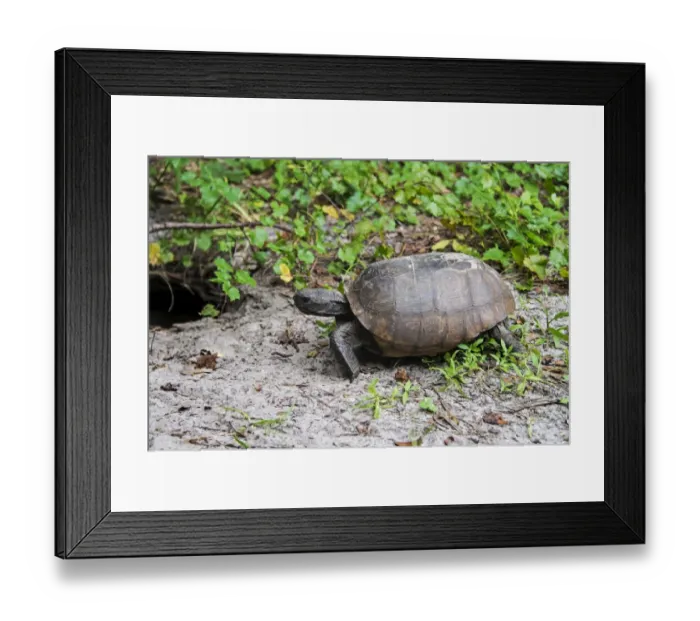 Framed Print : Gopher Tortoise (Gopherus polyphemus) adult, at burrow entrance, Florida, U. S. A. October