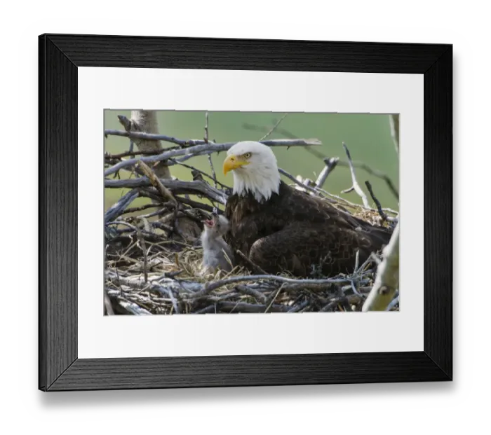 Framed Print : Bald Eagle (Haliaeetus leucocephalus) adult with chick, begging at nest in tree, Yukon River, Yukon, Canada, May Framed Print : Bald Eagle (Haliaeetus leucocephalus) adult with chick, begging at nest in tree, Yukon River, Yukon, Canada, May