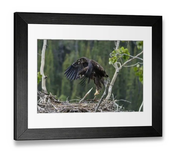 Framed Print : Bald Eagle (Haliaeetus leucocephalus) chick, exercising wings and practising flight at nest in tree, Yukon River Framed Print : Bald Eagle (Haliaeetus leucocephalus) chick, exercising wings and practising flight at nest in tree, Yukon River