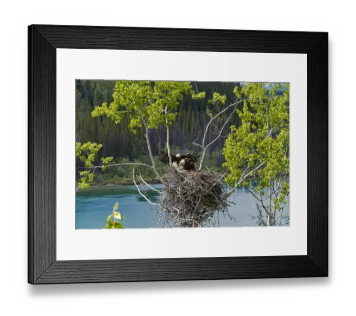 Framed Print : Bald Eagle (Haliaeetus leucocephalus) adult pair with chick, at nest in tree, Yukon River, Yukon, Canada, June Framed Print : Bald Eagle (Haliaeetus leucocephalus) adult pair with chick, at nest in tree, Yukon River, Yukon, Canada, June