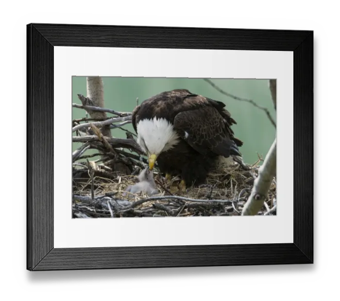 Framed Print : Bald Eagle (Haliaeetus leucocephalus) adult with chick, feeding at nest in tree, Yukon River, Yukon, Canada, May Framed Print : Bald Eagle (Haliaeetus leucocephalus) adult with chick, feeding at nest in tree, Yukon River, Yukon, Canada, May