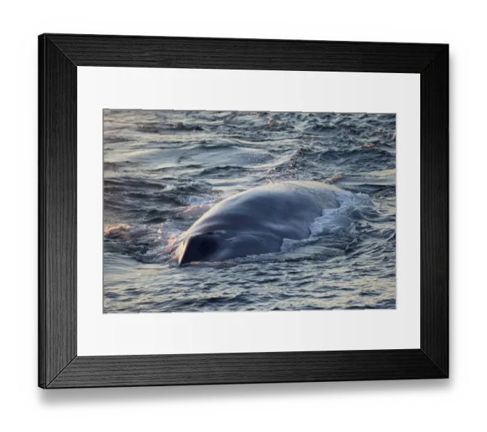 Framed Print : Blue Whale (Balaenoptera musculus) adult, surfacing, Isfjorden, Spitsbergen, Svalbard, August Framed Print : Blue Whale (Balaenoptera musculus) adult, surfacing, Isfjorden, Spitsbergen, Svalbard, August